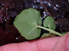 Cardamine breweri