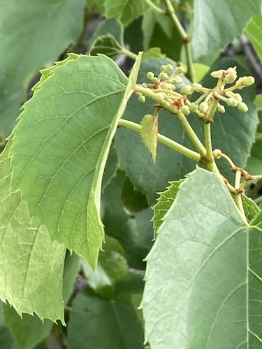 Cissus nymphaeifolia image