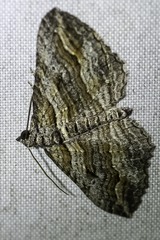 Chrysolarentia severata