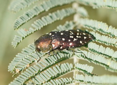 Diphucrania leucosticta