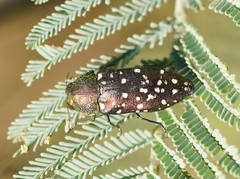 Diphucrania leucosticta