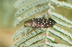 Diphucrania leucosticta