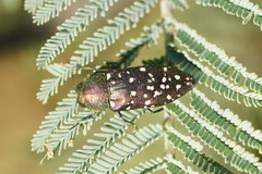 Diphucrania leucosticta