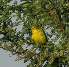 Zosterops flavilateralis