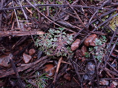 Collomia heterophylla