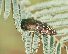 Diphucrania leucosticta