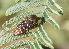 Diphucrania leucosticta