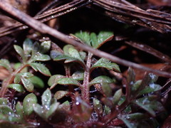 Collomia heterophylla