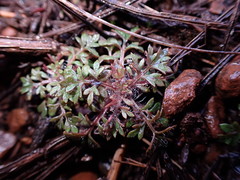 Collomia heterophylla