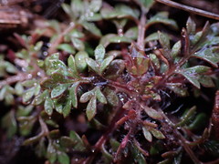Collomia heterophylla