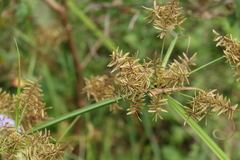 Cyperus pilosus