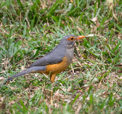 Turdus tephronotus