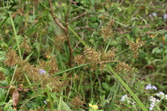 Cyperus pilosus