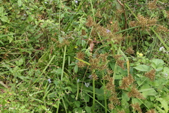 Cyperus pilosus