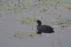 Fulica atra