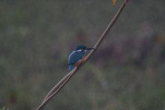 Alcedo atthis