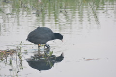 Fulica atra