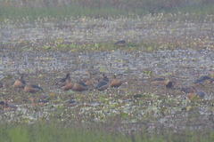 Dendrocygna javanica