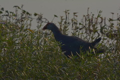 Porphyrio poliocephalus