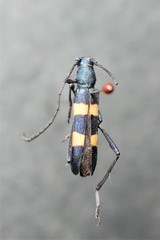 Polyzonus fasciatus