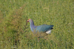 Porphyrio poliocephalus