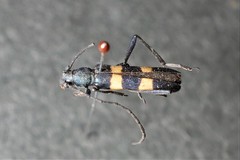 Polyzonus fasciatus