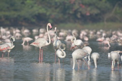 Phoenicopterus roseus