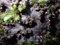 Peltigera pacifica