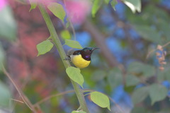 Leptocoma zeylonica