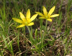 Gagea peduncularis