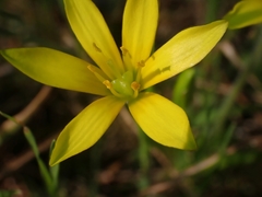 Gagea peduncularis