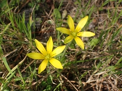 Gagea peduncularis