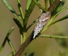 Nola albalis