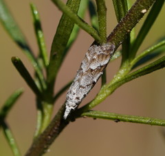 Nola albalis