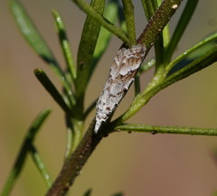 Nola albalis