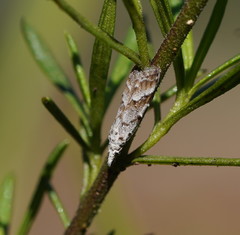 Nola albalis