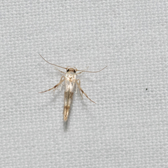 Stathmopoda tritophaea