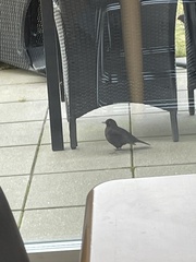 Turdus merula