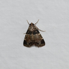 Orthaga atribasalis
