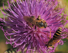 Halictus sexcinctus