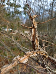 Ulmus minor
