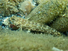 Istigobius