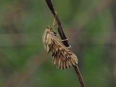 Cynaeda