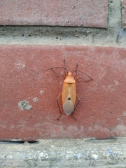 Dysdercus fuscomaculatus