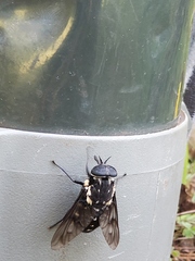Triclista guttata