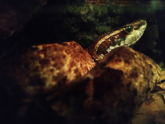 Calloselasma rhodostoma