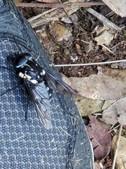 Triclista guttata