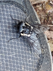 Triclista guttata