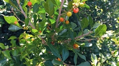 Allophylus decipiens