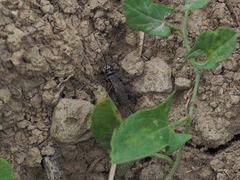 Modicogryllus frontalis